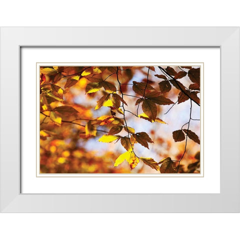 Autumn Leaves III White Modern Wood Framed Art Print with Double Matting by Hausenflock, Alan