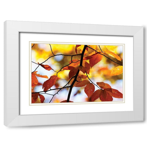 Autumn Leaves IV White Modern Wood Framed Art Print with Double Matting by Hausenflock, Alan