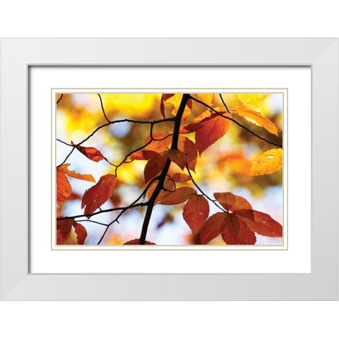 Autumn Leaves IV White Modern Wood Framed Art Print with Double Matting by Hausenflock, Alan