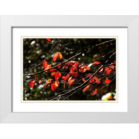 Autumn Leaves V White Modern Wood Framed Art Print with Double Matting by Hausenflock, Alan