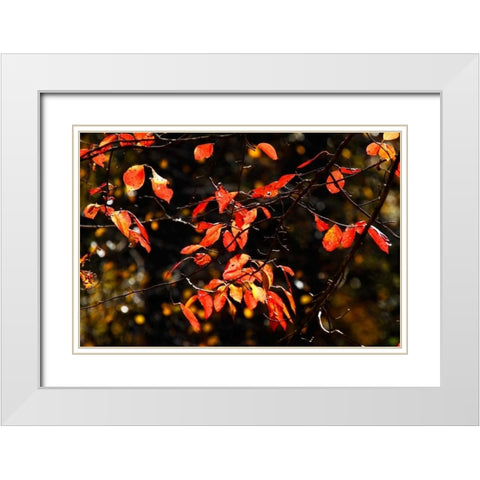 Autumn Leaves VI White Modern Wood Framed Art Print with Double Matting by Hausenflock, Alan