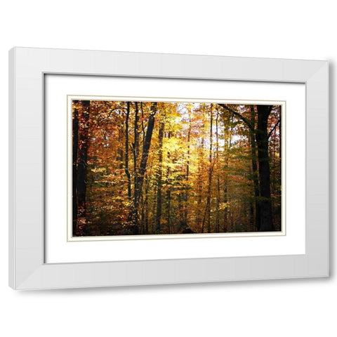 Sunset Through the Woods I White Modern Wood Framed Art Print with Double Matting by Hausenflock, Alan