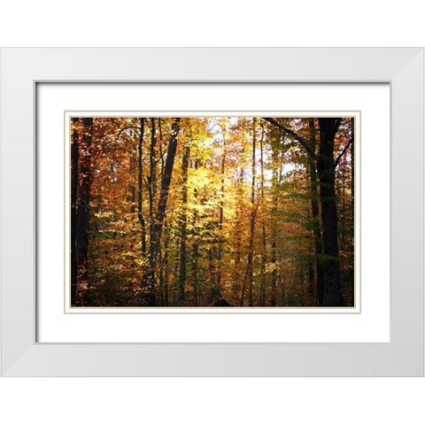 Sunset Through the Woods I White Modern Wood Framed Art Print with Double Matting by Hausenflock, Alan