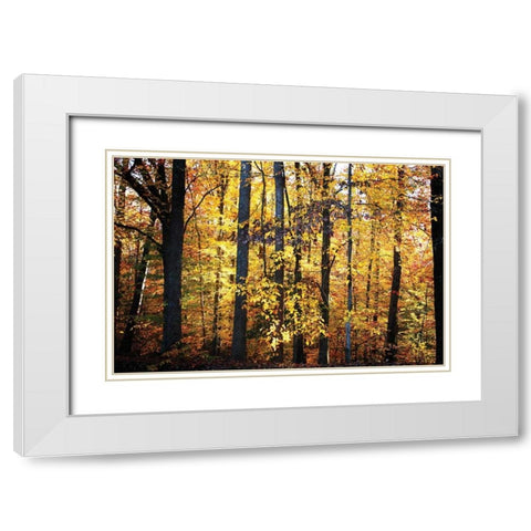 Sunset Through the Woods II White Modern Wood Framed Art Print with Double Matting by Hausenflock, Alan
