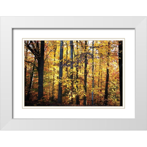 Sunset Through the Woods II White Modern Wood Framed Art Print with Double Matting by Hausenflock, Alan