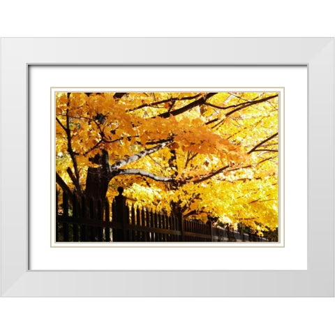 Boughs of Gold III White Modern Wood Framed Art Print with Double Matting by Hausenflock, Alan