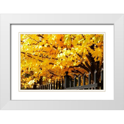 Boughs of Gold IV White Modern Wood Framed Art Print with Double Matting by Hausenflock, Alan