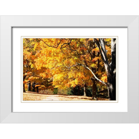 Sugar Maples II White Modern Wood Framed Art Print with Double Matting by Hausenflock, Alan