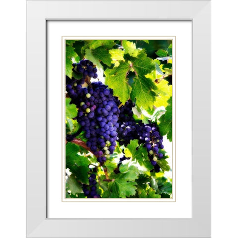 Grapes I White Modern Wood Framed Art Print with Double Matting by Hausenflock, Alan