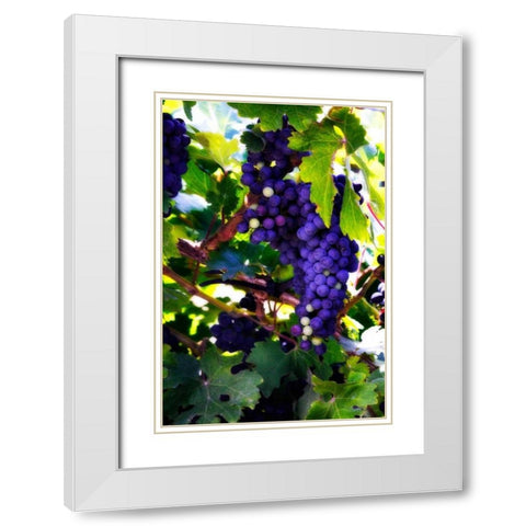 Grapes II White Modern Wood Framed Art Print with Double Matting by Hausenflock, Alan