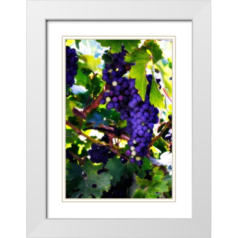 Grapes II White Modern Wood Framed Art Print with Double Matting by Hausenflock, Alan