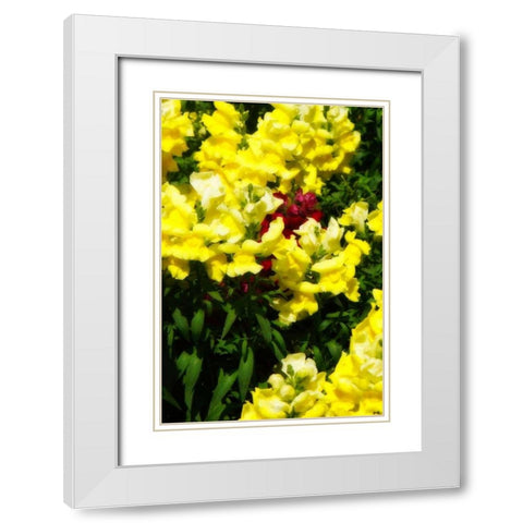 Garden Glory IV White Modern Wood Framed Art Print with Double Matting by Hausenflock, Alan