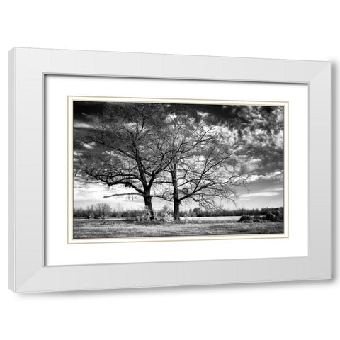 Roseville Oaks White Modern Wood Framed Art Print with Double Matting by Hausenflock, Alan