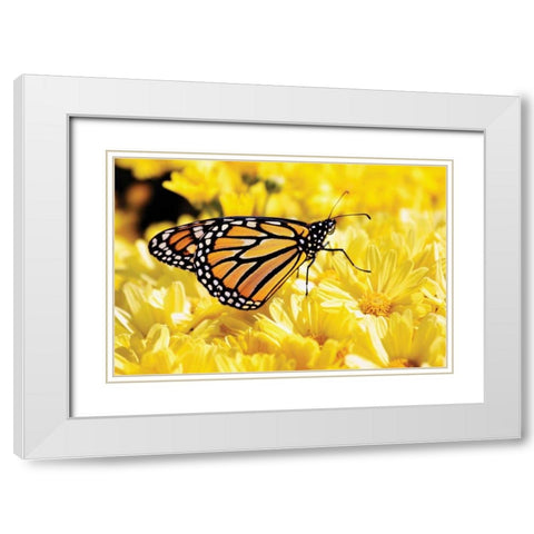 Monarch on Chrysanthemums White Modern Wood Framed Art Print with Double Matting by Hausenflock, Alan