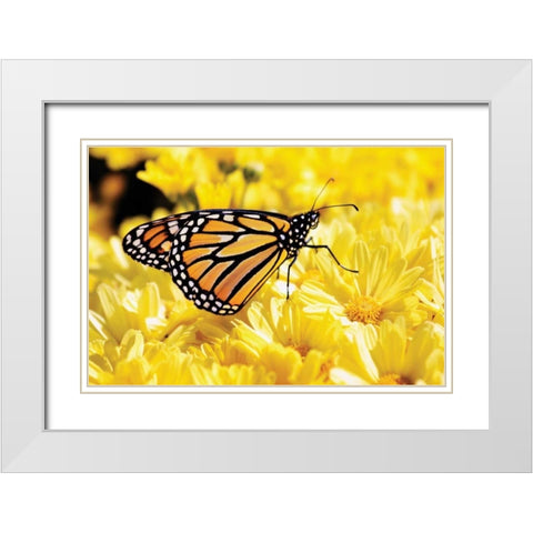 Monarch on Chrysanthemums White Modern Wood Framed Art Print with Double Matting by Hausenflock, Alan