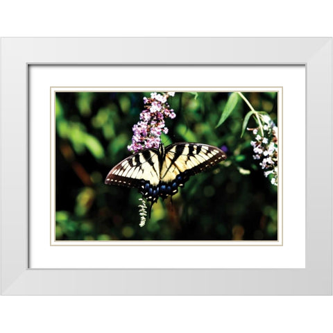 Black Swallowtail I White Modern Wood Framed Art Print with Double Matting by Hausenflock, Alan