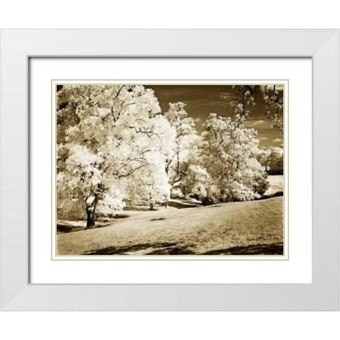 Sunlit Meadows I White Modern Wood Framed Art Print with Double Matting by Hausenflock, Alan