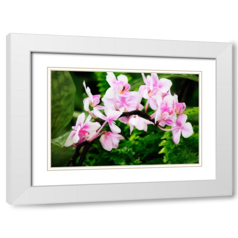 Pink Surprise II White Modern Wood Framed Art Print with Double Matting by Hausenflock, Alan