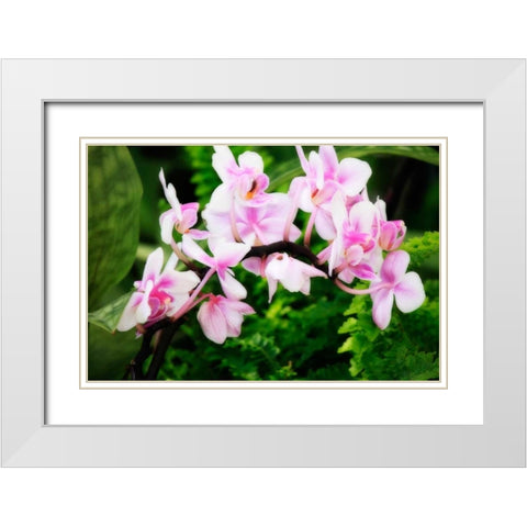 Pink Surprise II White Modern Wood Framed Art Print with Double Matting by Hausenflock, Alan