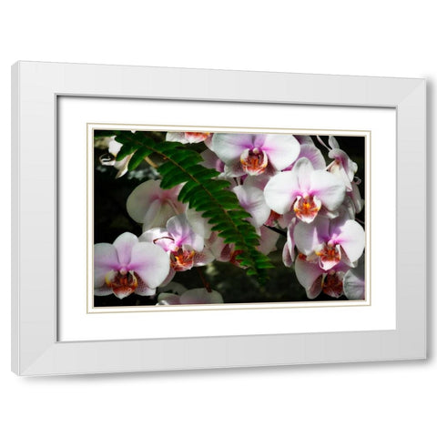 Moth Orchids II White Modern Wood Framed Art Print with Double Matting by Hausenflock, Alan