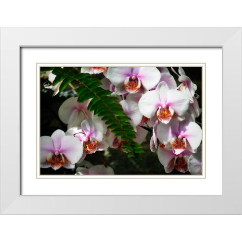 Moth Orchids II White Modern Wood Framed Art Print with Double Matting by Hausenflock, Alan