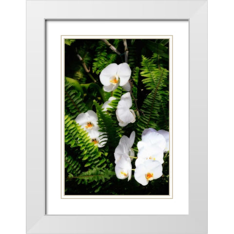 Orchids and Ferns I White Modern Wood Framed Art Print with Double Matting by Hausenflock, Alan