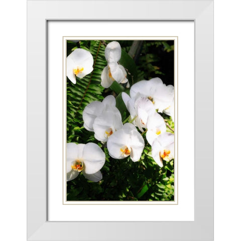Orchids and Ferns II White Modern Wood Framed Art Print with Double Matting by Hausenflock, Alan