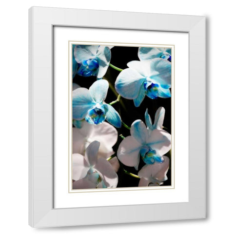 Blue Moth Orchids I White Modern Wood Framed Art Print with Double Matting by Hausenflock, Alan