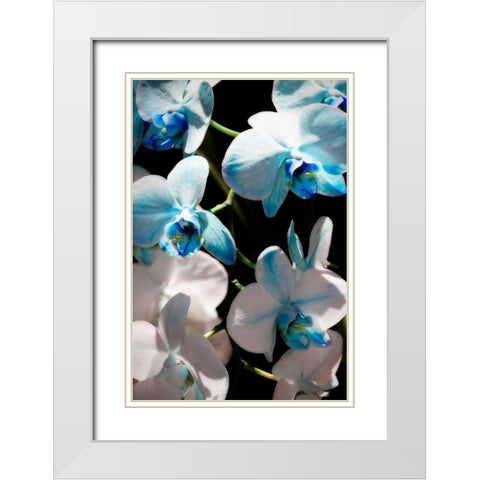 Blue Moth Orchids I White Modern Wood Framed Art Print with Double Matting by Hausenflock, Alan