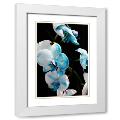 Blue Moth Orchids II White Modern Wood Framed Art Print with Double Matting by Hausenflock, Alan