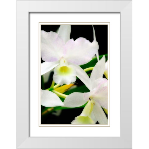 White Lady II White Modern Wood Framed Art Print with Double Matting by Hausenflock, Alan