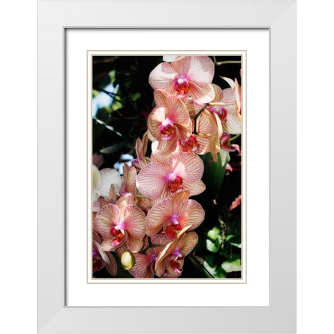 Moth Orchids V White Modern Wood Framed Art Print with Double Matting by Hausenflock, Alan