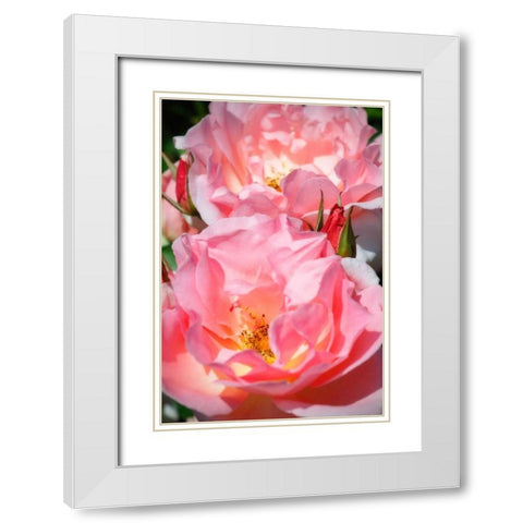 Wild Roses I White Modern Wood Framed Art Print with Double Matting by Hausenflock, Alan