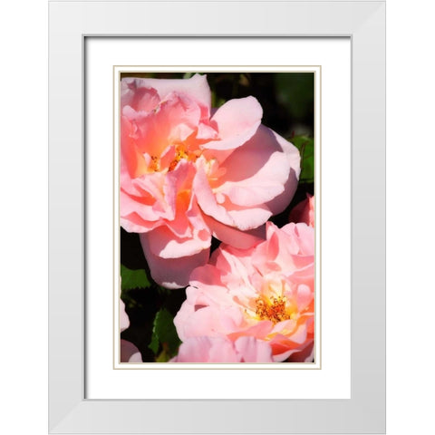 Wild Roses II White Modern Wood Framed Art Print with Double Matting by Hausenflock, Alan