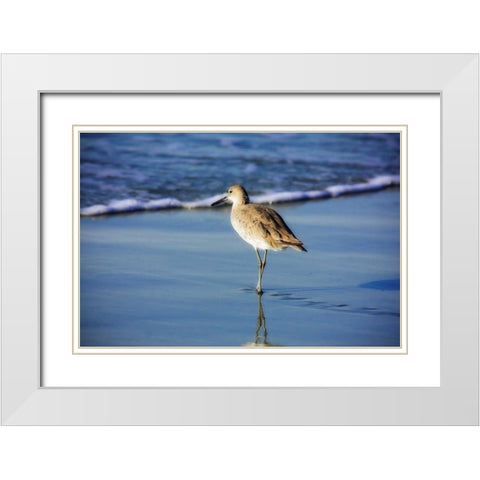 Sandpiper in the Surf I White Modern Wood Framed Art Print with Double Matting by Hausenflock, Alan