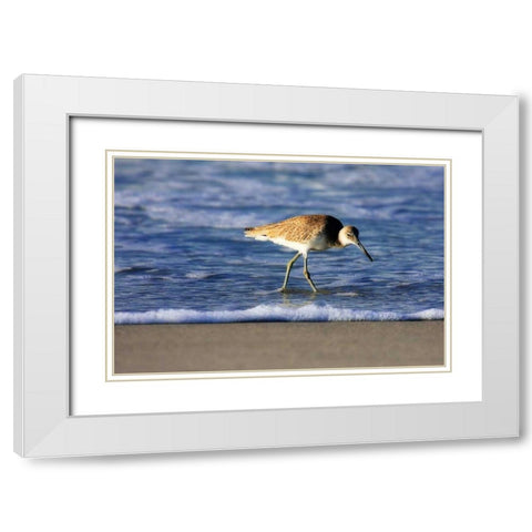 Sandpiper in the Surf IV White Modern Wood Framed Art Print with Double Matting by Hausenflock, Alan