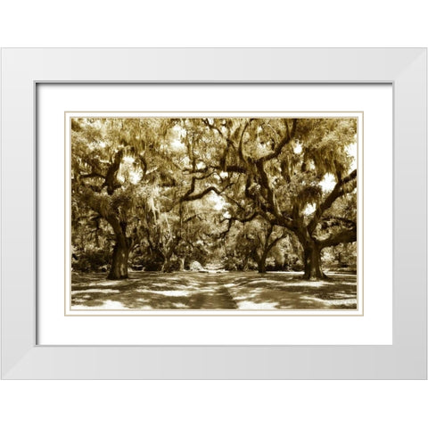 Druid Oaks I White Modern Wood Framed Art Print with Double Matting by Hausenflock, Alan