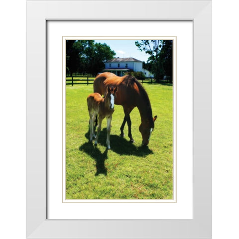 Mare and Foal I White Modern Wood Framed Art Print with Double Matting by Hausenflock, Alan