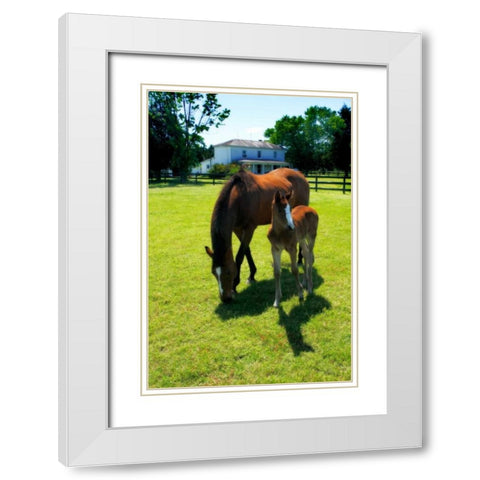 Mare and Foal II White Modern Wood Framed Art Print with Double Matting by Hausenflock, Alan