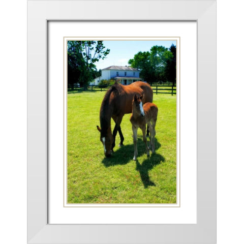 Mare and Foal II White Modern Wood Framed Art Print with Double Matting by Hausenflock, Alan