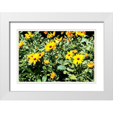 Yellow Daisies I White Modern Wood Framed Art Print with Double Matting by Hausenflock, Alan