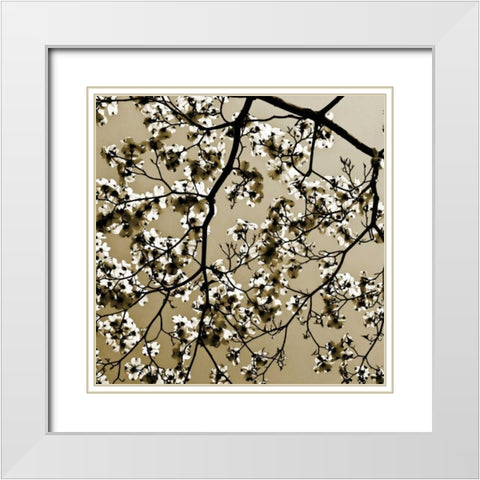 Dogwood Square II White Modern Wood Framed Art Print with Double Matting by Hausenflock, Alan
