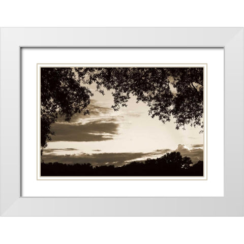 Sunset through Trees II White Modern Wood Framed Art Print with Double Matting by Hausenflock, Alan