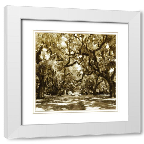 Druid Oak Square I White Modern Wood Framed Art Print with Double Matting by Hausenflock, Alan