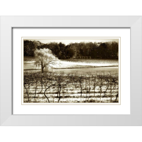 Vineyard II White Modern Wood Framed Art Print with Double Matting by Hausenflock, Alan