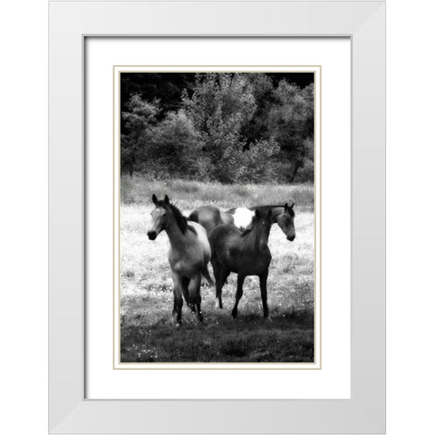 The Horses Three I White Modern Wood Framed Art Print with Double Matting by Hausenflock, Alan