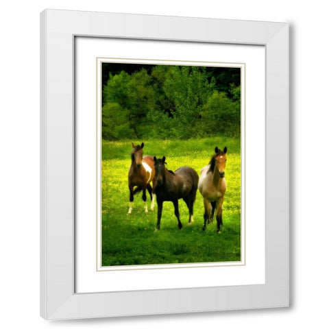 The Horses Three II White Modern Wood Framed Art Print with Double Matting by Hausenflock, Alan