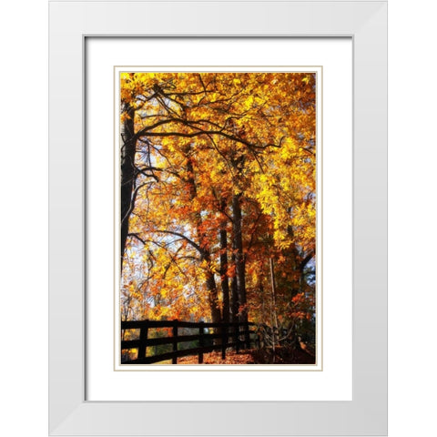 Boughs of Gold I White Modern Wood Framed Art Print with Double Matting by Hausenflock, Alan