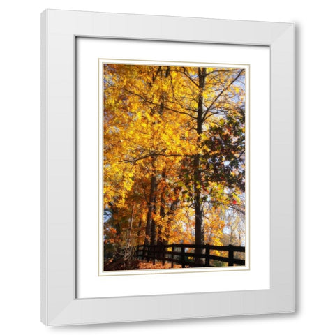 Boughs of Gold II White Modern Wood Framed Art Print with Double Matting by Hausenflock, Alan