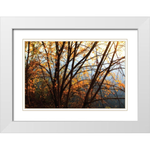 Leaves of Orange III White Modern Wood Framed Art Print with Double Matting by Hausenflock, Alan